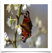 spring is here-peacock butterfly on plum blossom - Rod Inwood